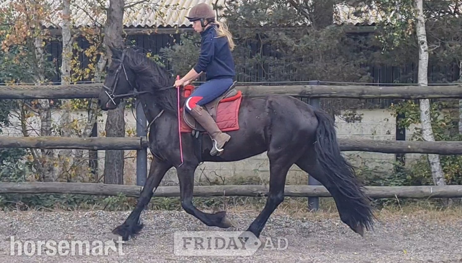 "Jasper" Black Gelding All Rounder