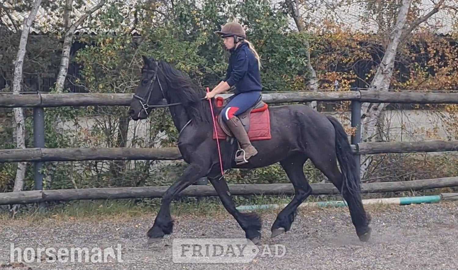 King's Lynn "Jasper" Black Gelding All Rounder