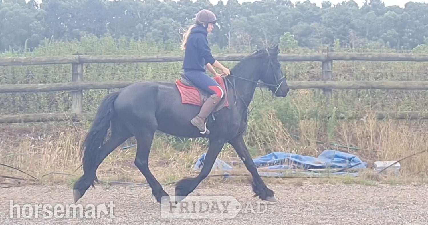 "Jasper" Black Gelding All Rounder - Horses in King's Lynn