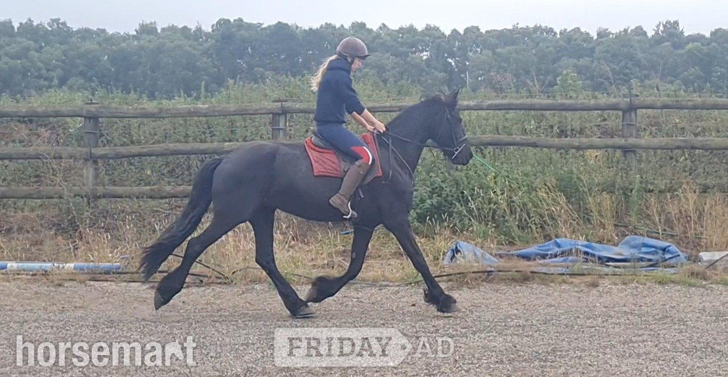 "Jasper" Black Gelding All Rounder - Horses