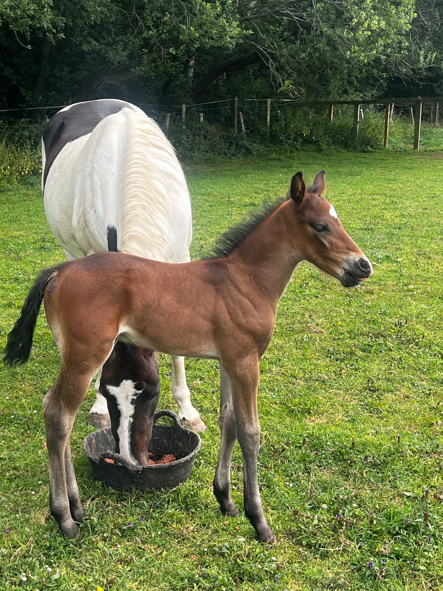 "Apollo " Brown Colt Youngstock / Foal