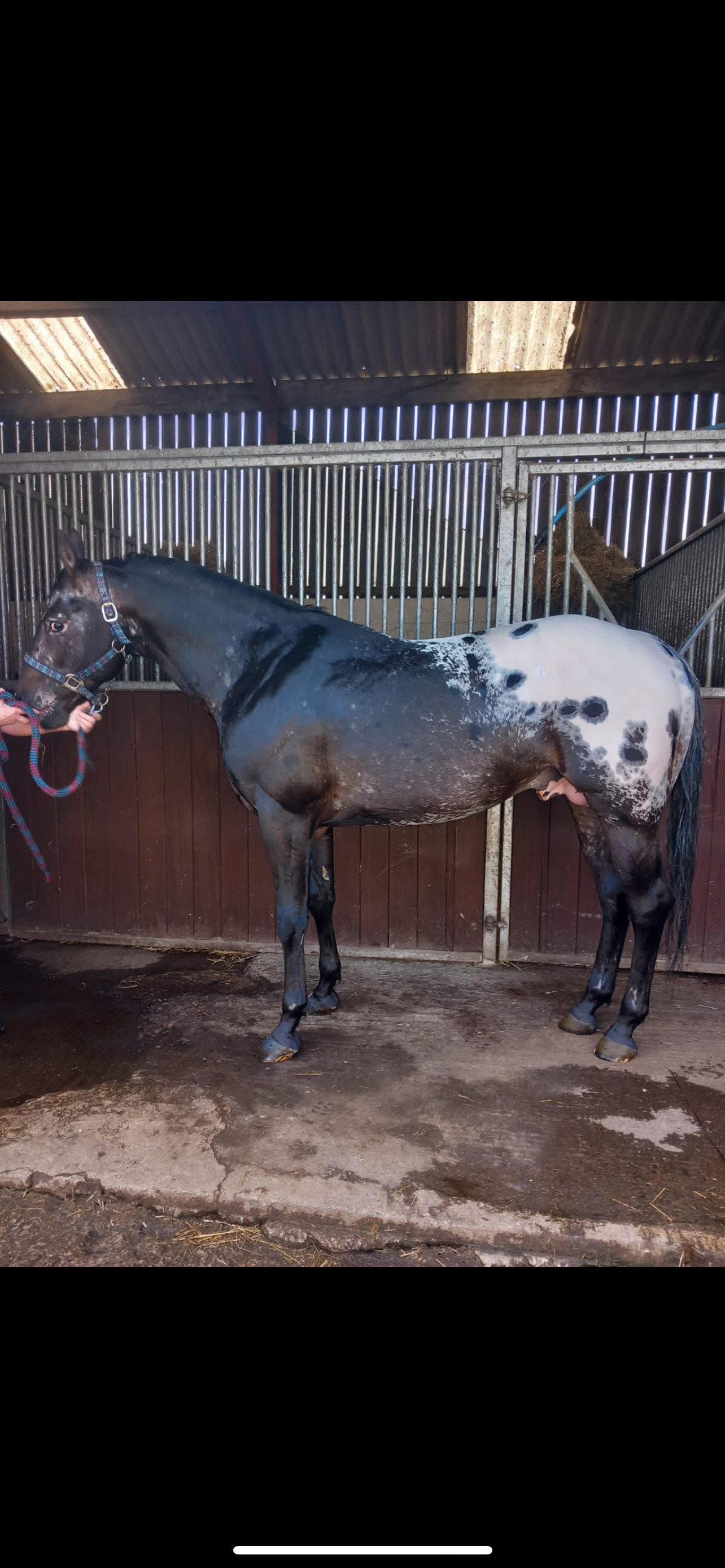 "Apollo " Brown Colt Youngstock / Foal - Horses in Darlington