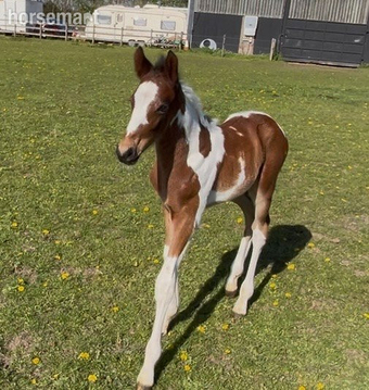 "Unnamed" Skewbald Colt Youngstock / Foal