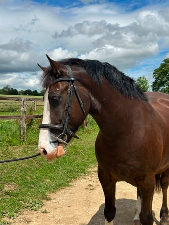 "Monty" Dark Bay Gelding All Rounder