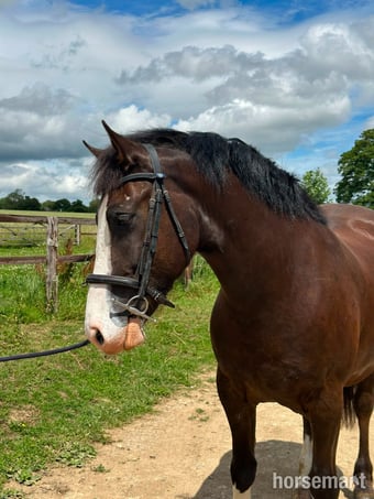 "Monty" Dark Bay Gelding All Rounder