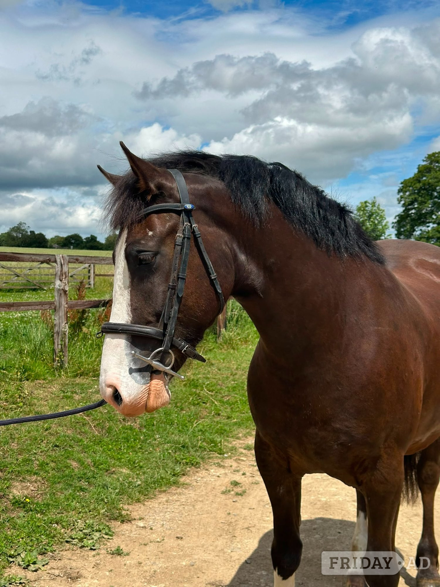 "Monty" Dark Bay Gelding All Rounder in Chippenham