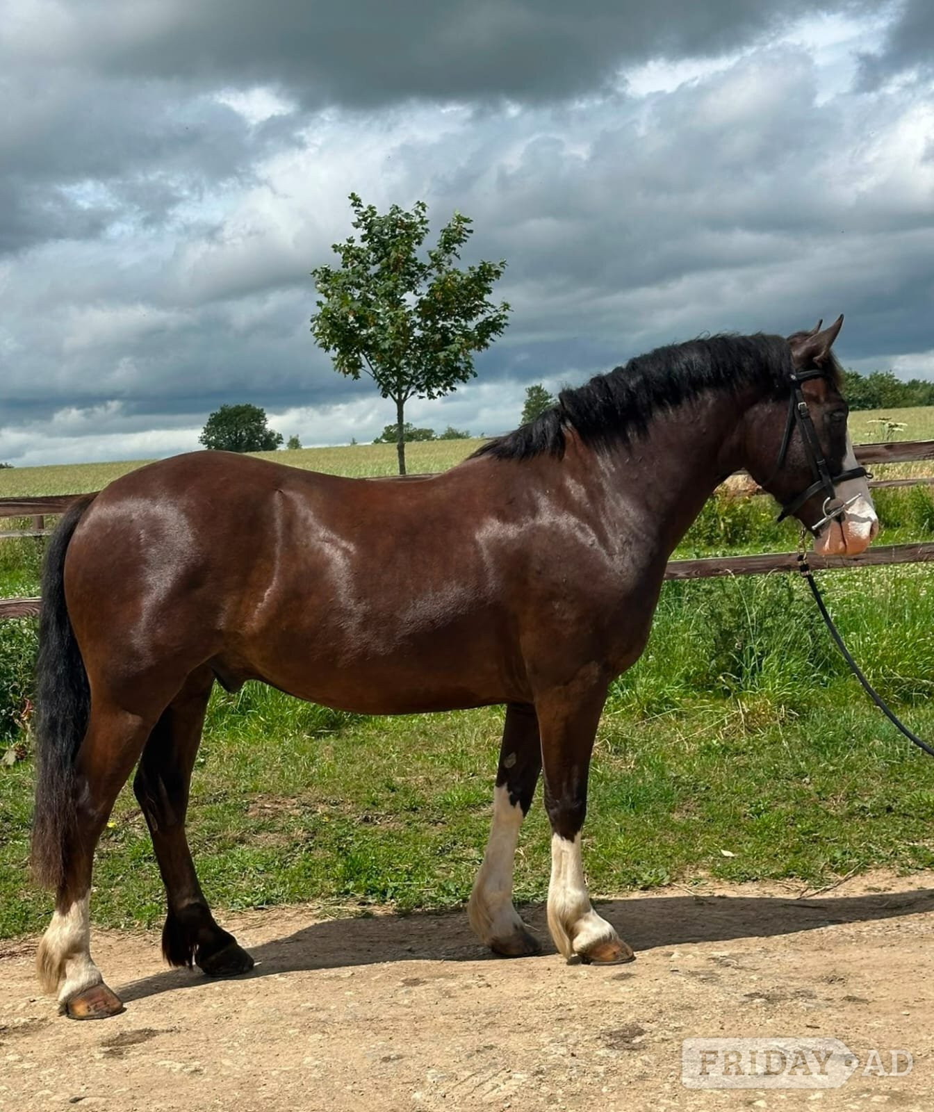 "Monty" Dark Bay Gelding All Rounder