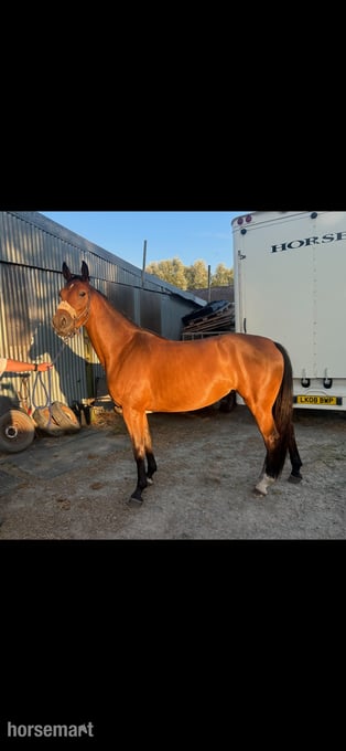 "Carinna " Bay Filly Show Jumper