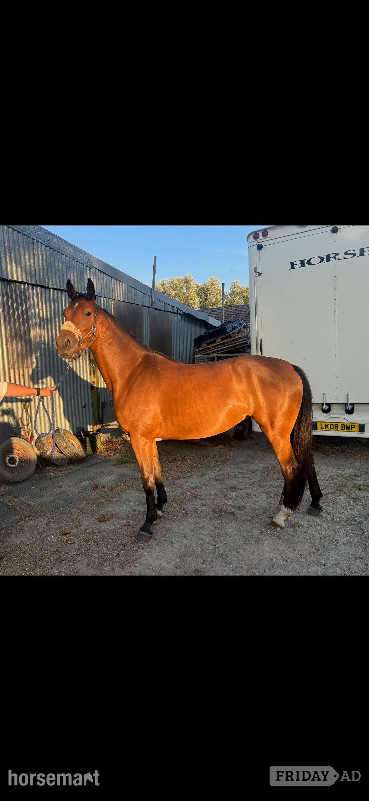 "Carinna " Bay Filly Show Jumper in Shrewsbury