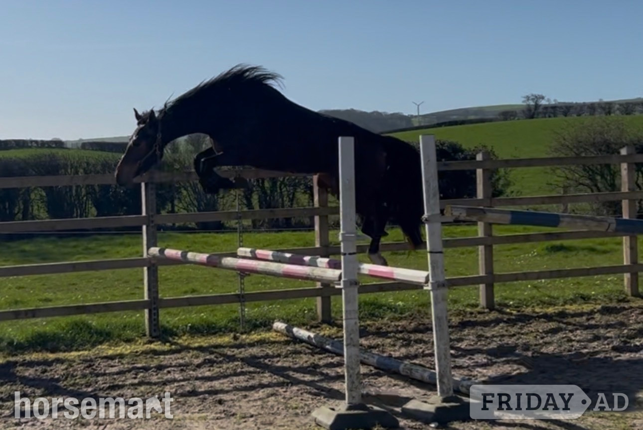 "Carinna " Bay Filly Show Jumper