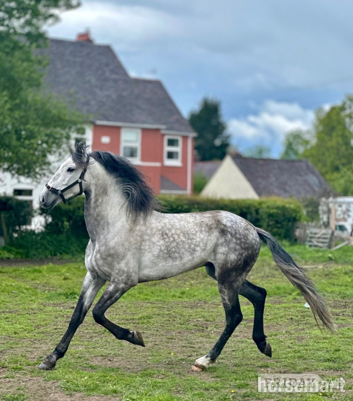 "Brezo"  Gelding All Rounder in Wolverhampton