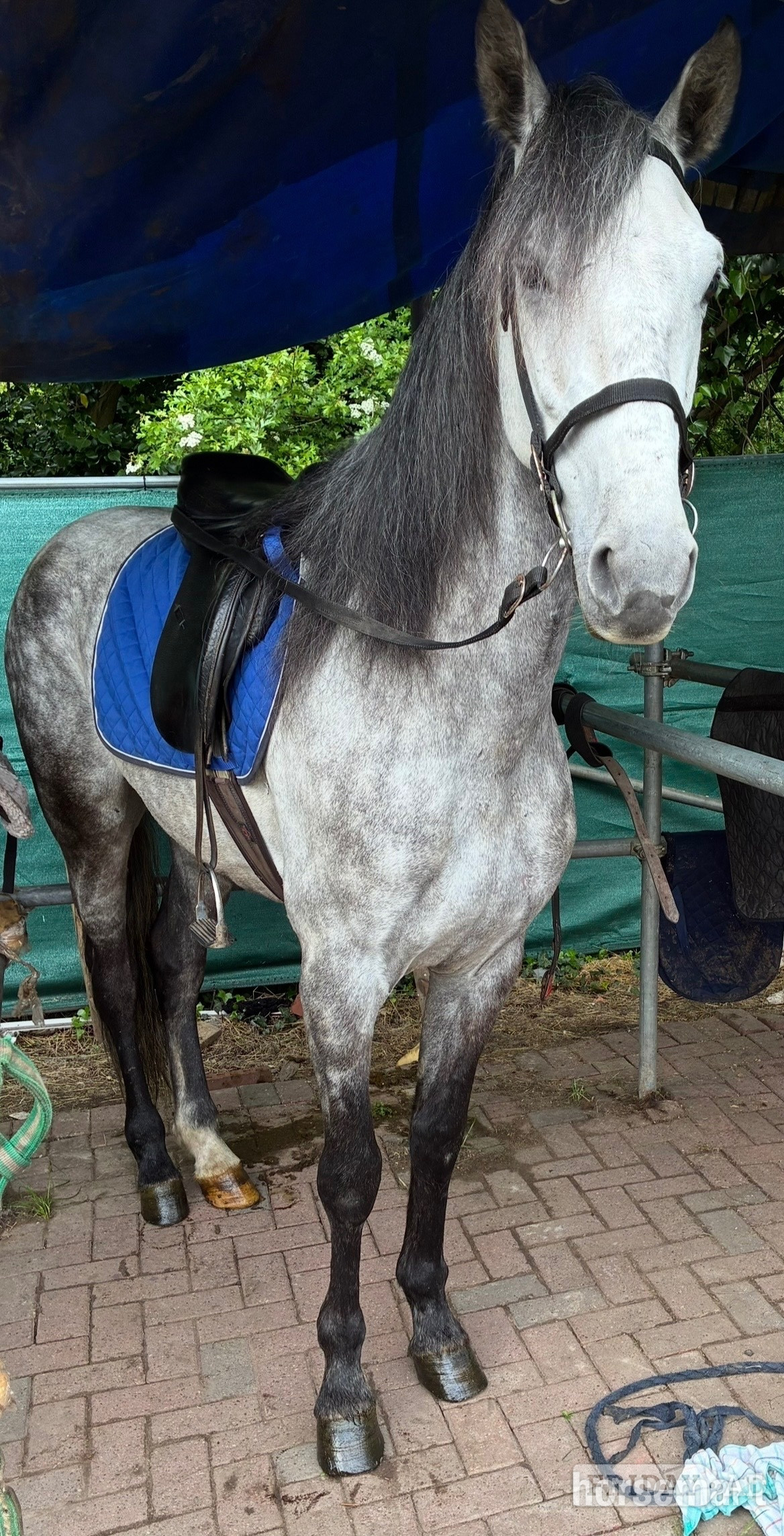 "Brezo"  Gelding All Rounder