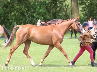 "Pippa" Chestnut Mare All Rounder