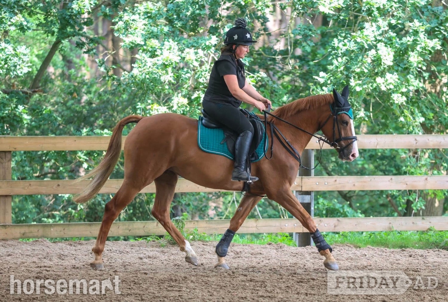 "Pippa" Chestnut Mare All Rounder
