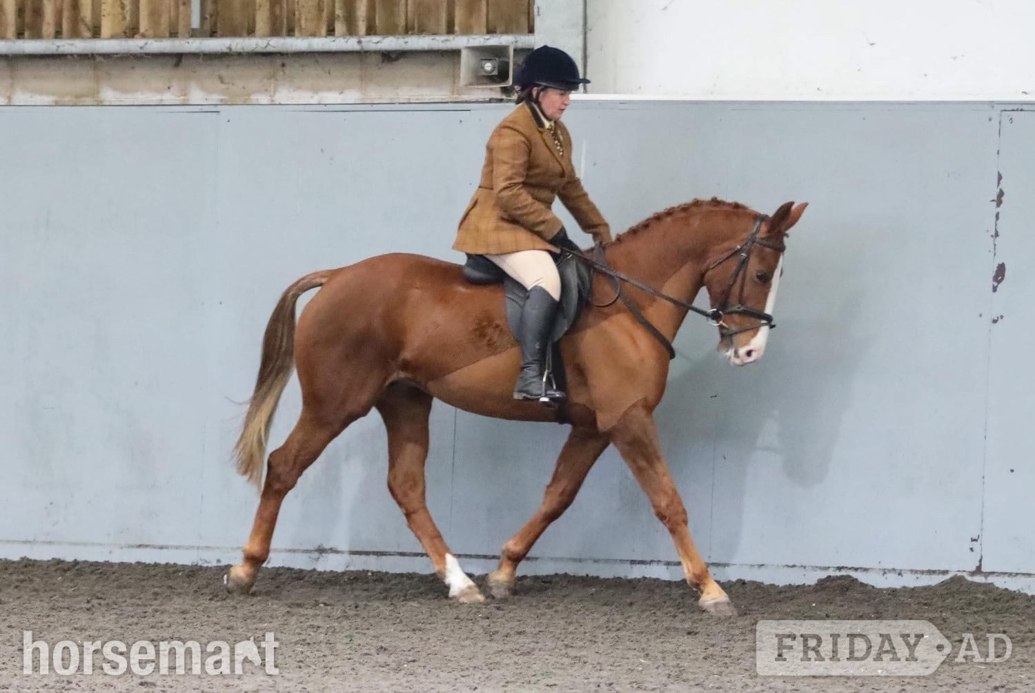 Wisbech "Pippa" Chestnut Mare All Rounder