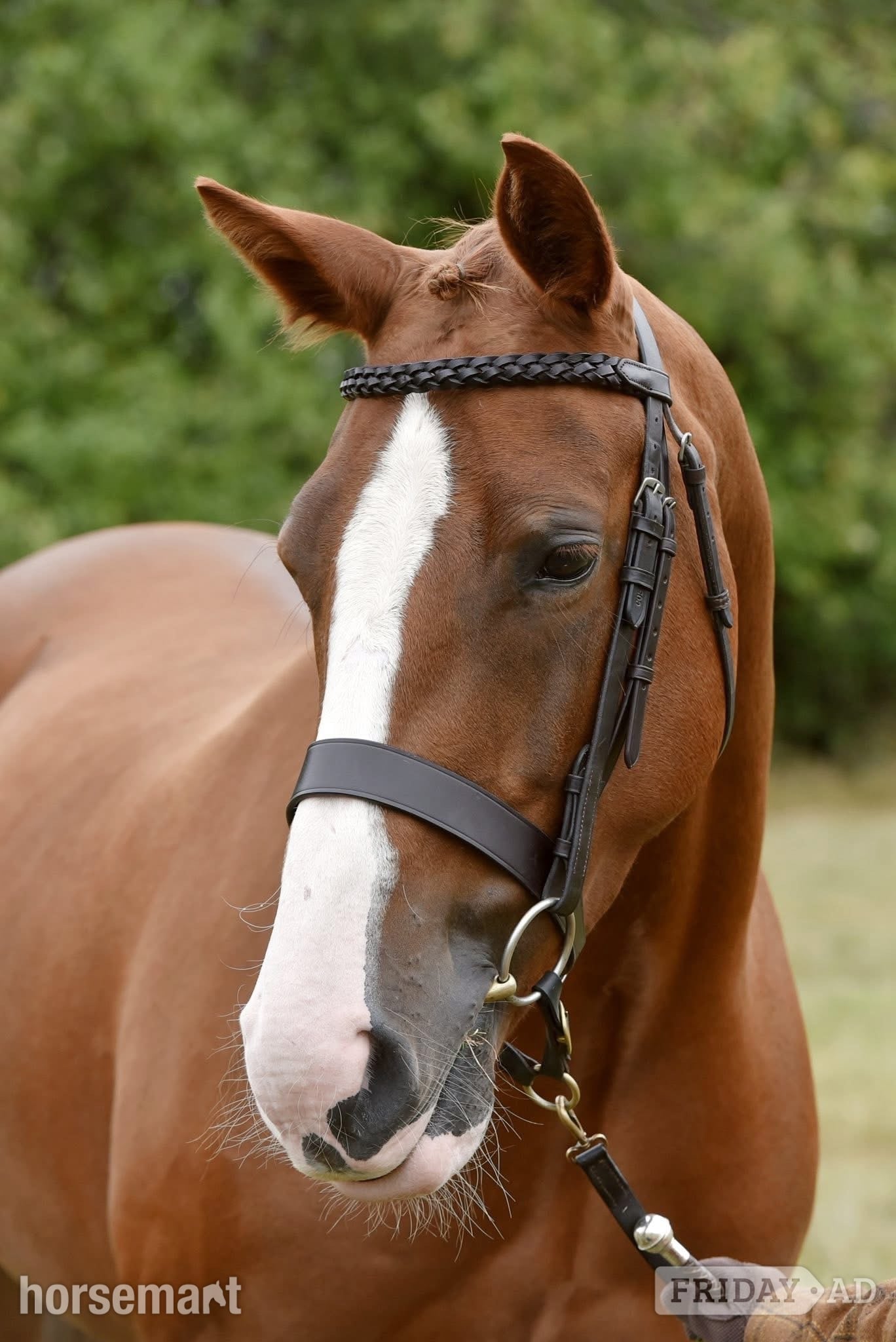 "Pippa" Chestnut Mare All Rounder - Horses in Wisbech