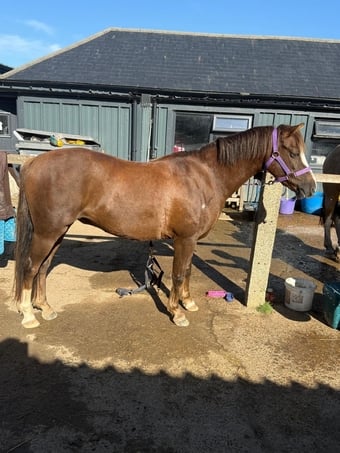 "'Teddy'" Chestnut Gelding Pony Club Pony