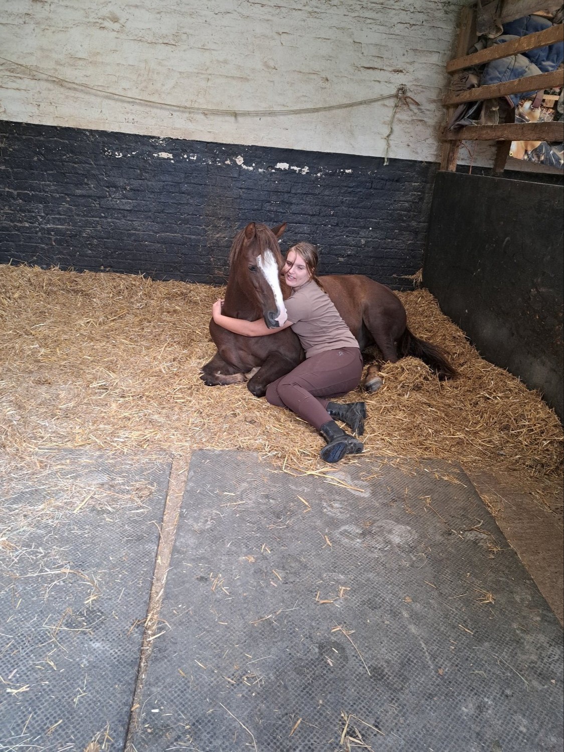 Lewes "'Teddy'" Chestnut Gelding Pony Club Pony