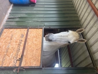 "Dakota" Grey Mare Companion Horse