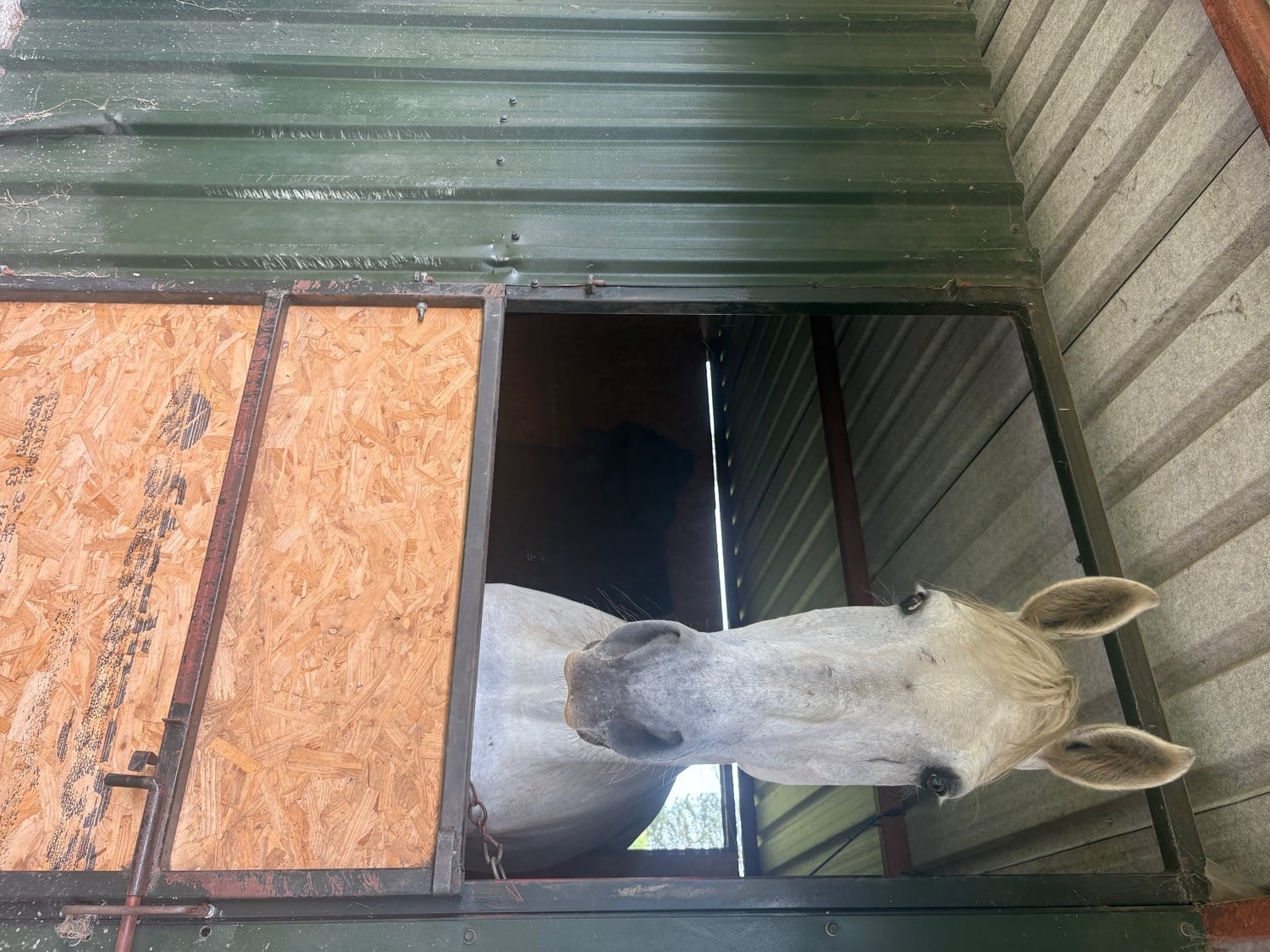"Dakota" Grey Mare Companion Horse