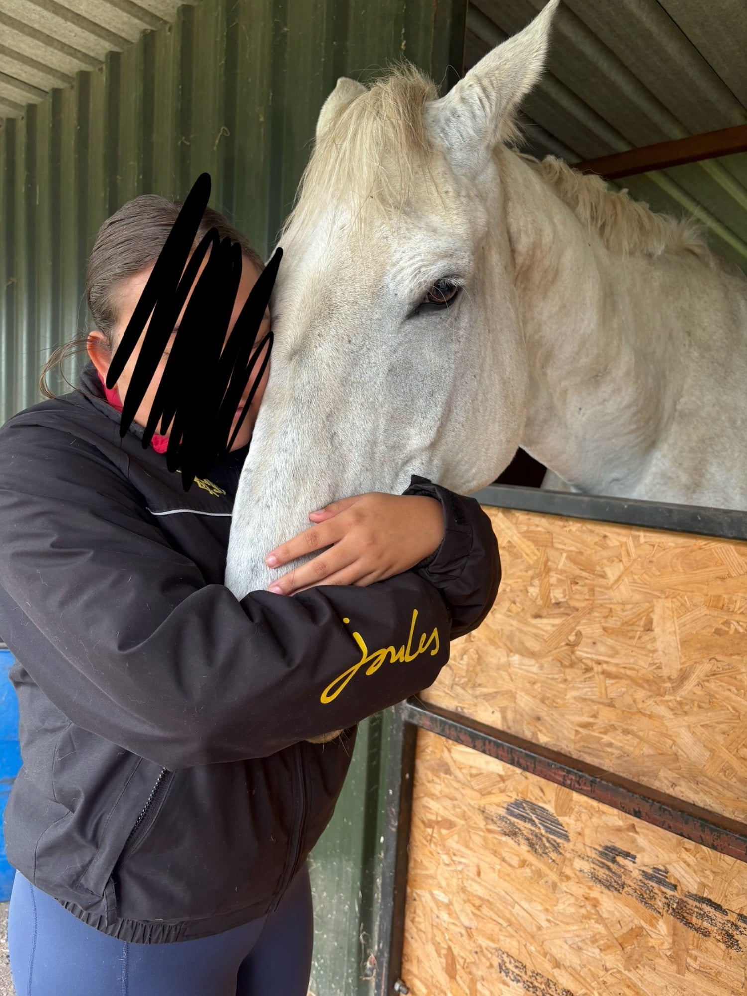 Preston "Dakota" Grey Mare Companion Horse