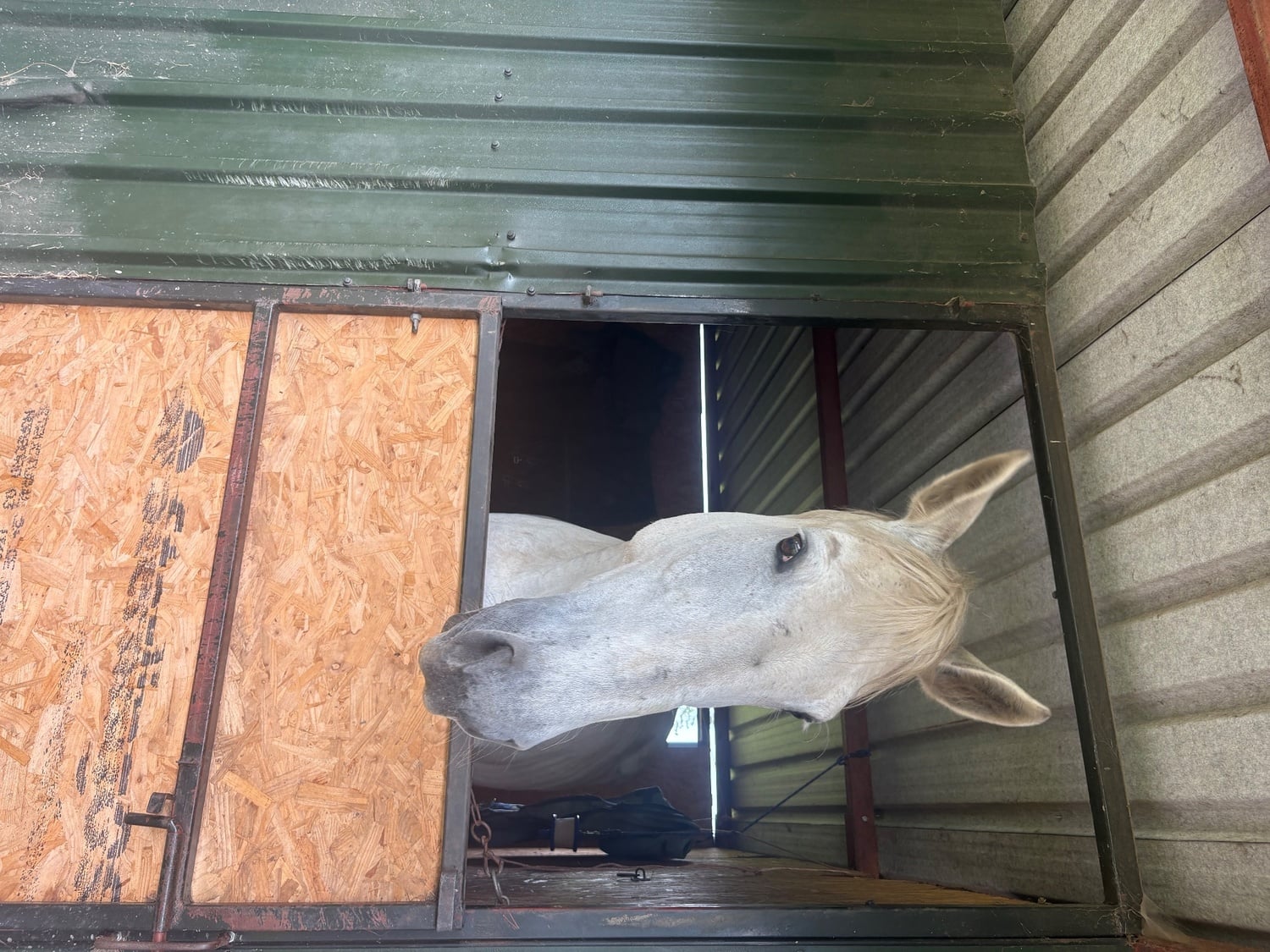 "Dakota" Grey Mare Companion Horse - Horses in Preston