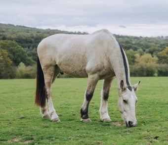 Sharer required for beautiful hacking on the Ashdown Forest 