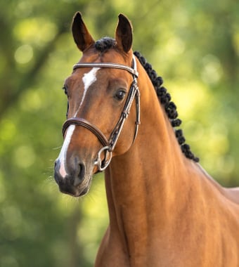 "Oringo de Muze" Bay Stallion Show Jumper