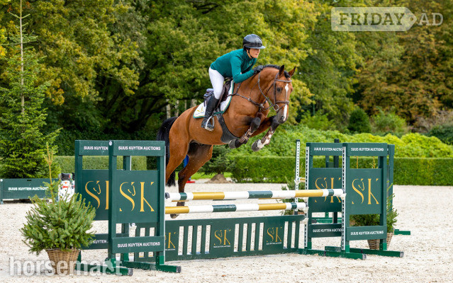 "Oringo de Muze" Bay Stallion Show Jumper