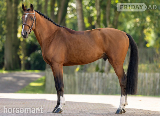 Eemnes "Oringo de Muze" Bay Stallion Show Jumper