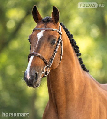 "Oringo de Muze" Bay Stallion Show Jumper in Eemnes