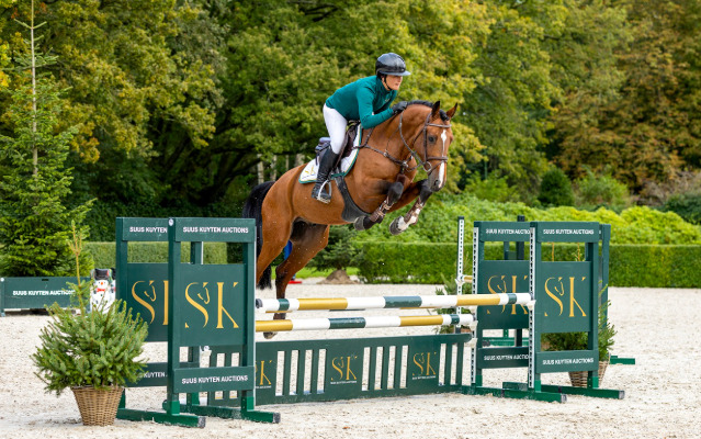 "Oringo de Muze" Bay Stallion Show Jumper