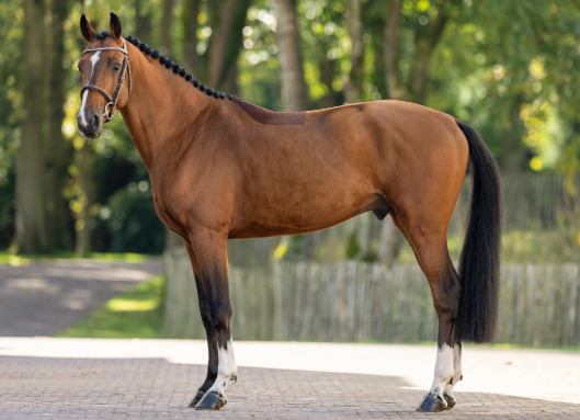 Eemnes "Oringo de Muze" Bay Stallion Show Jumper