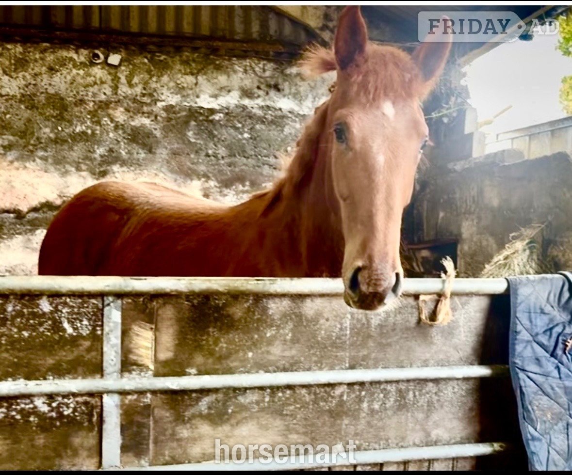 "Darcy" Chestnut Filly Showing Horse - Horses