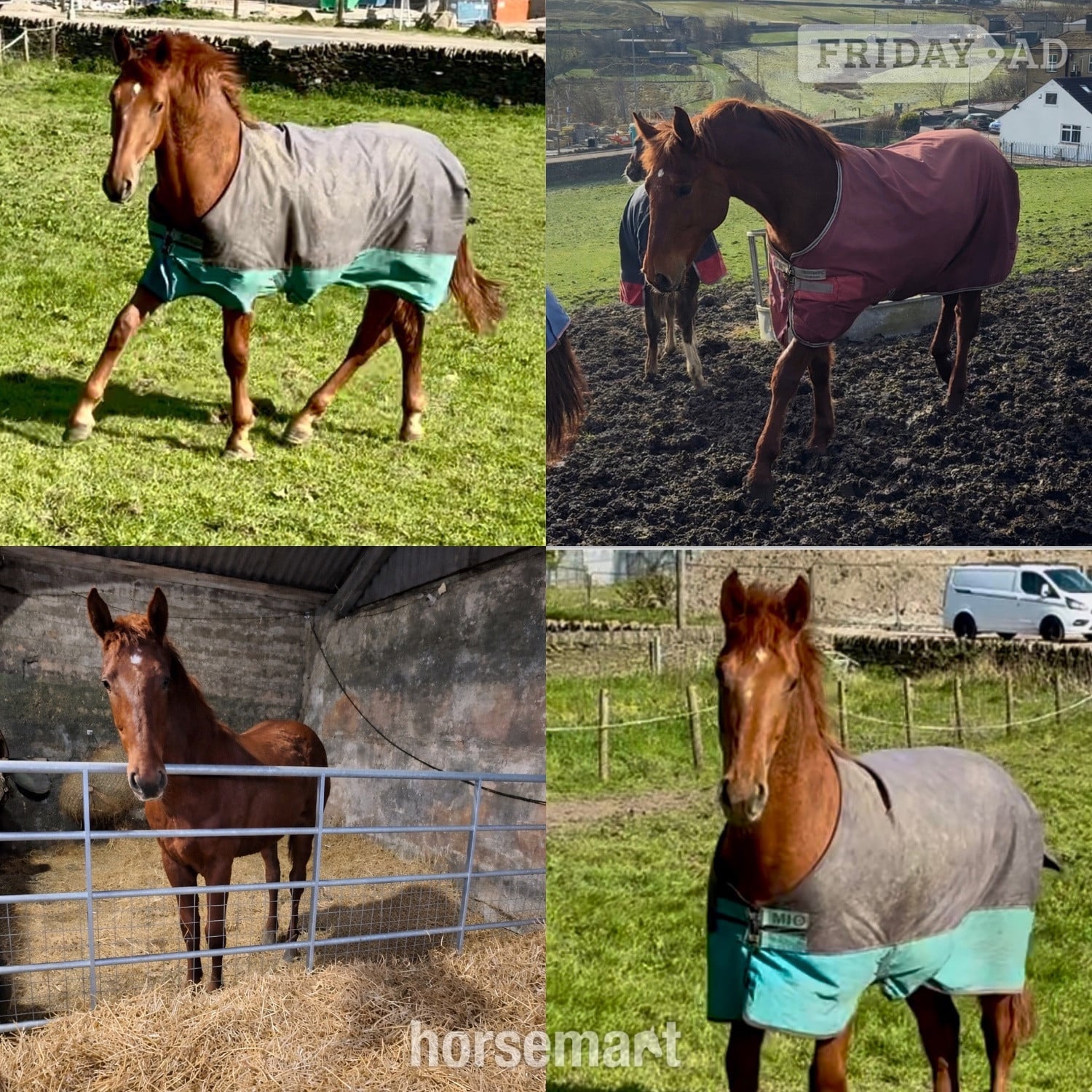 "Darcy" Chestnut Filly Showing Horse in Bradford