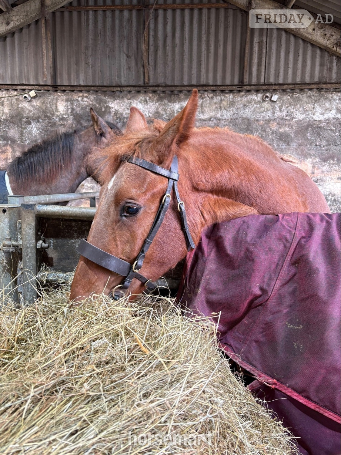 "Darcy" Chestnut Filly Showing Horse - Horses in Bradford