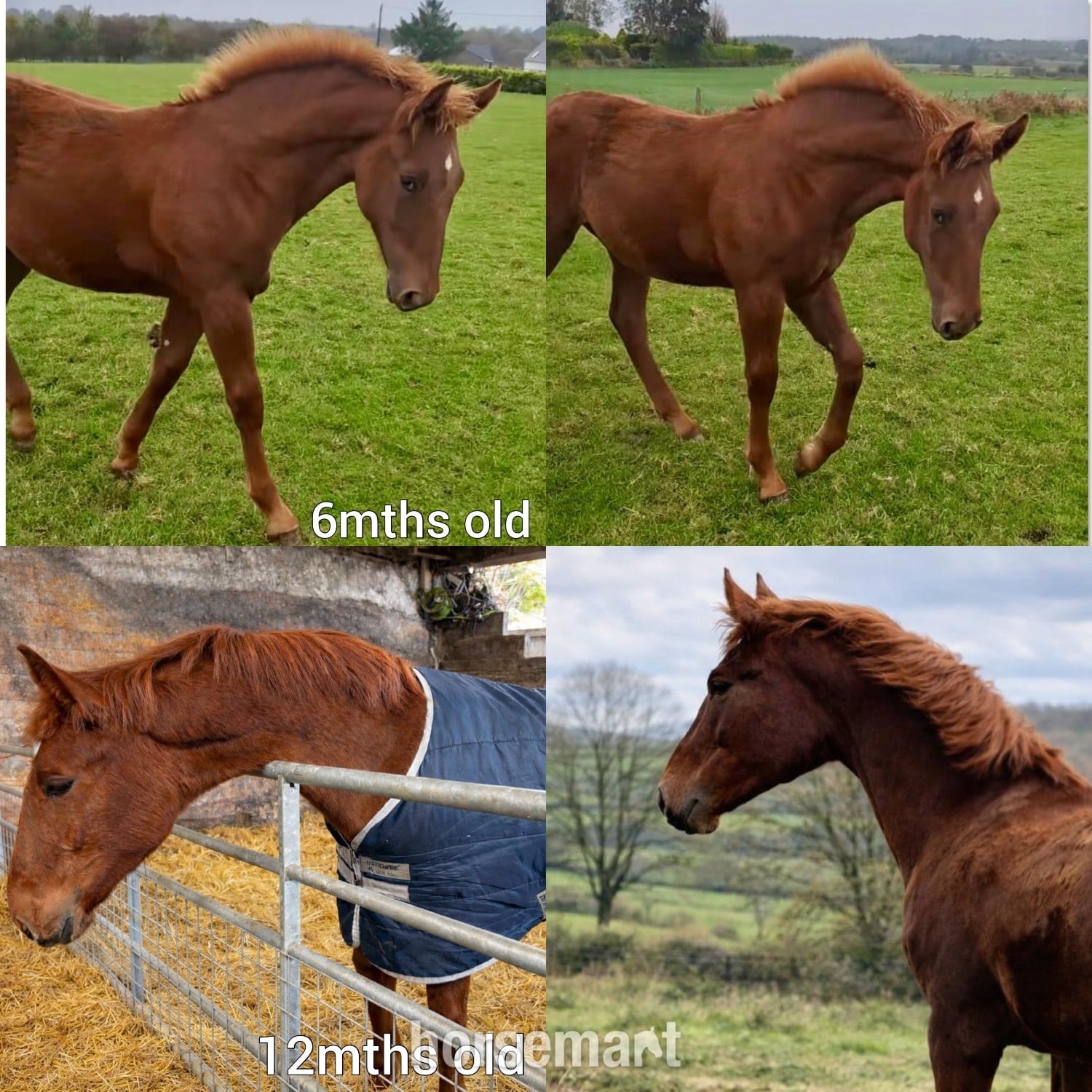 Bradford "Darcy" Chestnut Filly Showing Horse