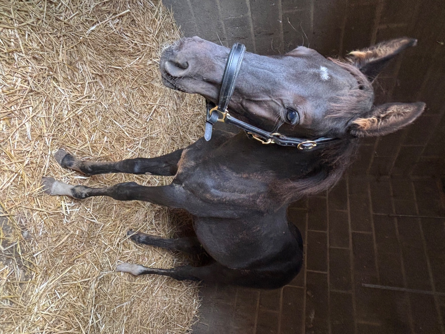 "Vinnie" Black Colt Youngstock / Foal