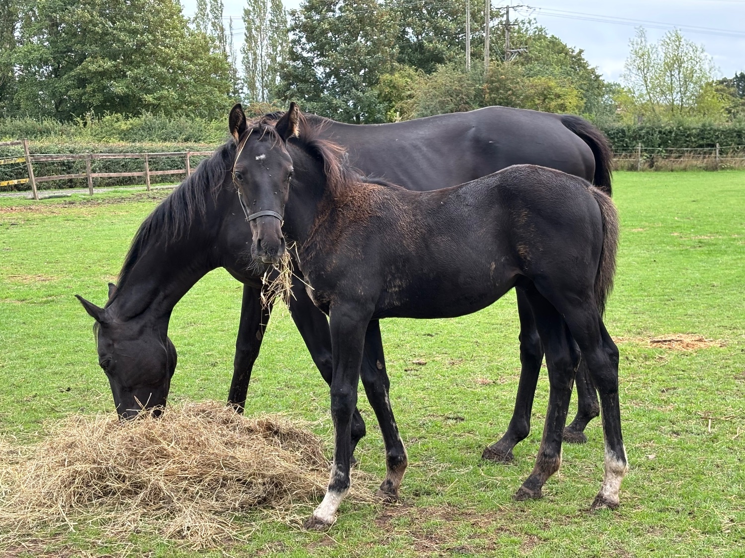 Orby "Vinnie" Black Colt Youngstock / Foal