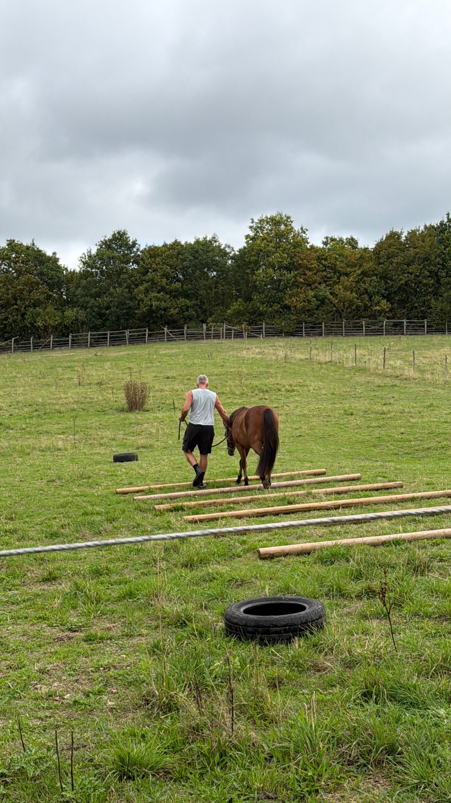 "Blackdown Timothy (maverick)" Bay Gelding Project Horse