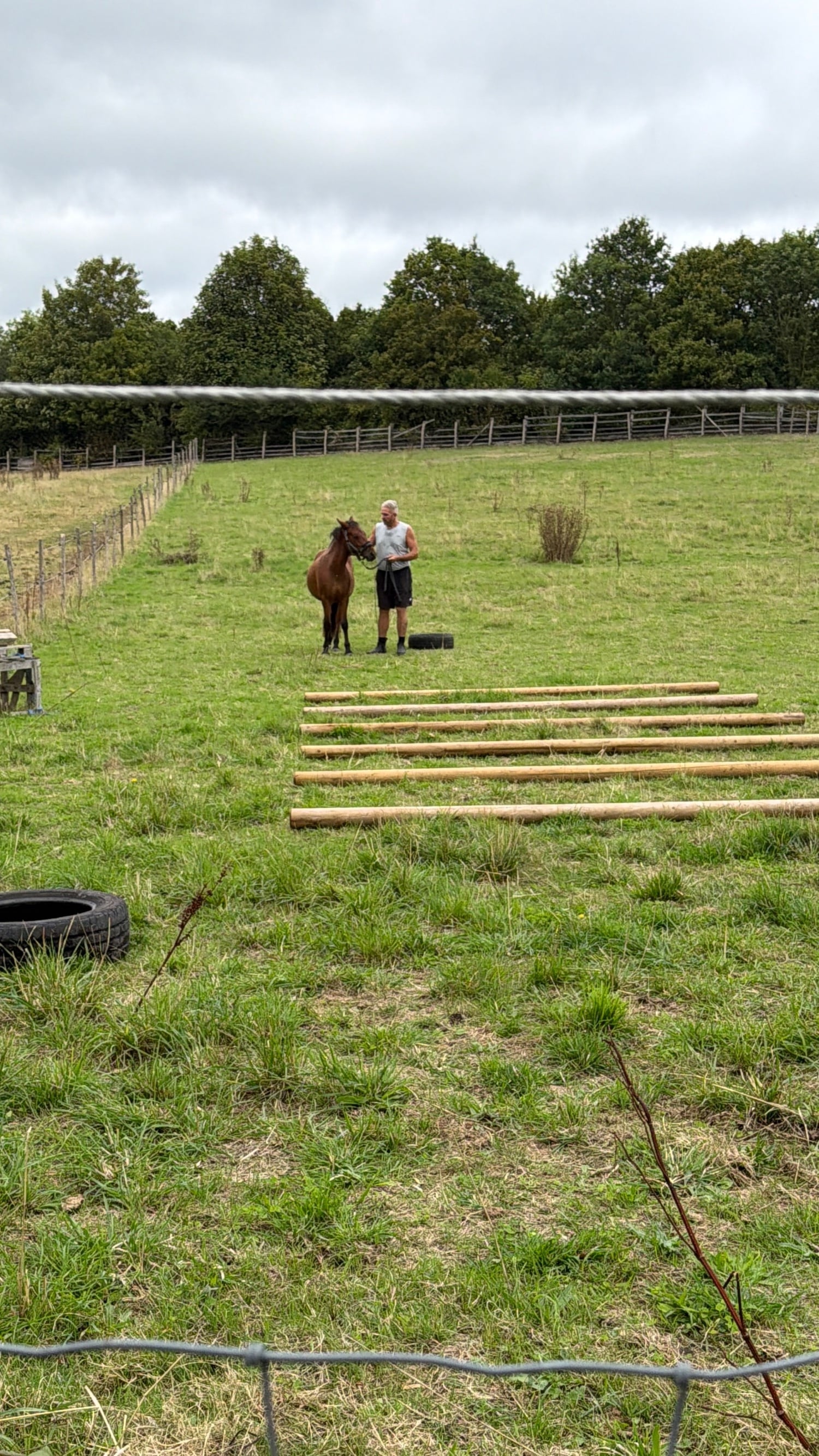 Canterbury "Blackdown Timothy (maverick)" Bay Gelding Project Horse