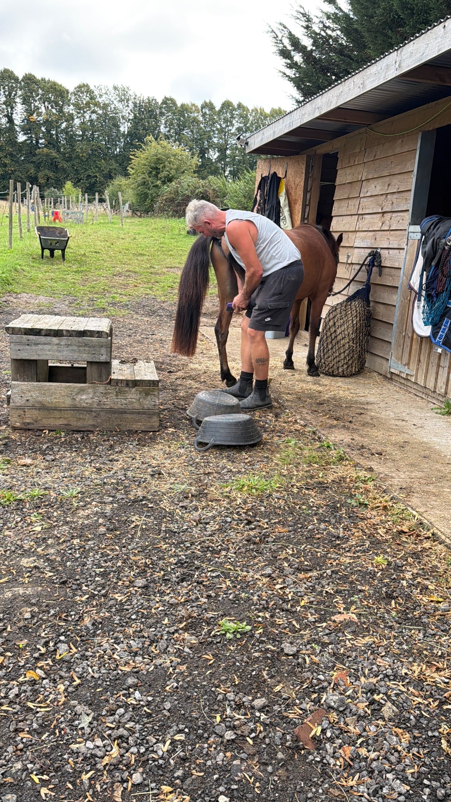 "Blackdown Timothy (maverick)" Bay Gelding Project Horse - Horses in Canterbury