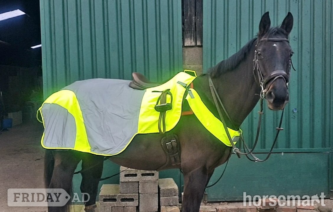 "Pea" Dark Bay Mare All Rounder in Northallerton