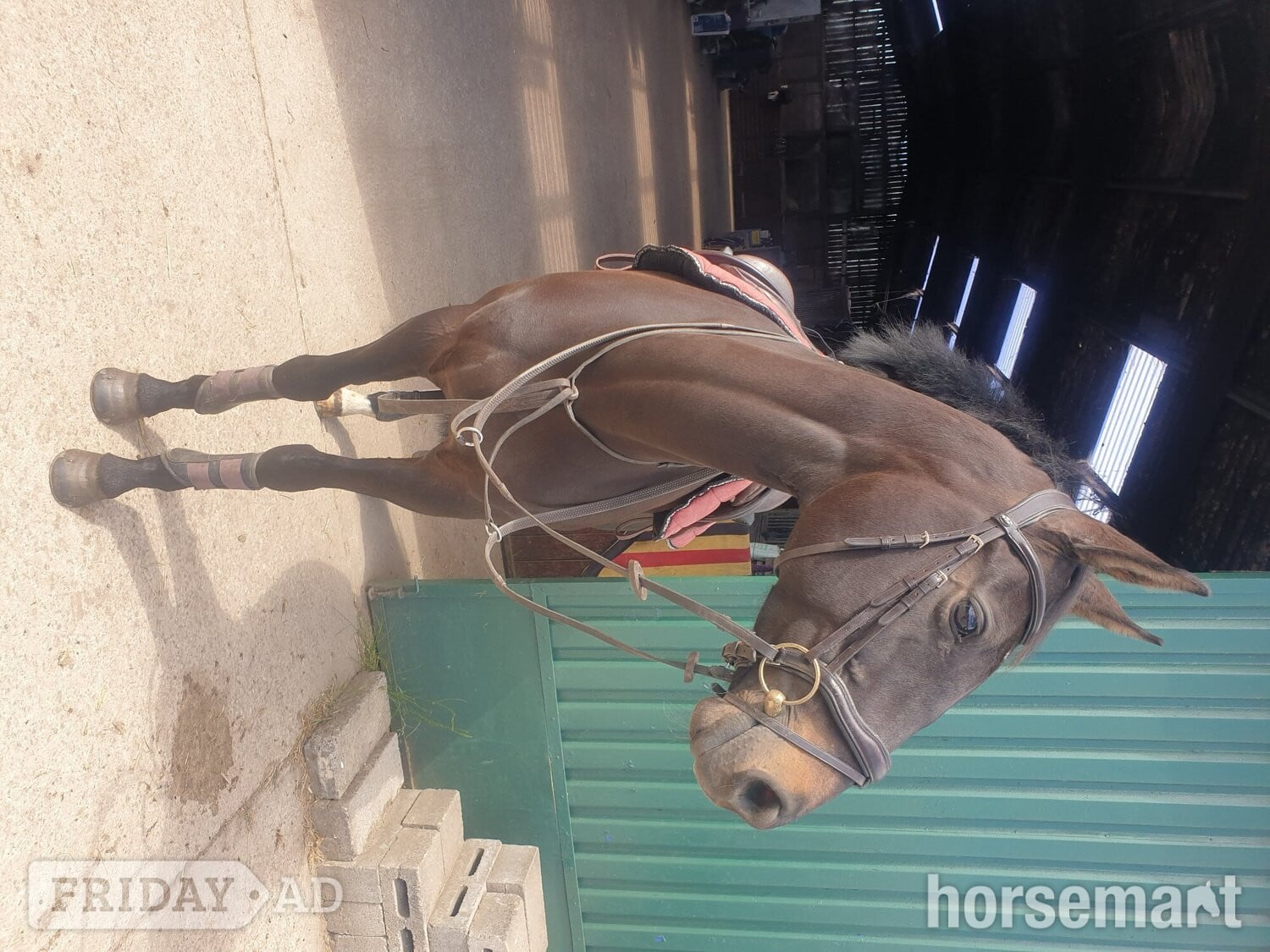 "Pea" Dark Bay Mare All Rounder