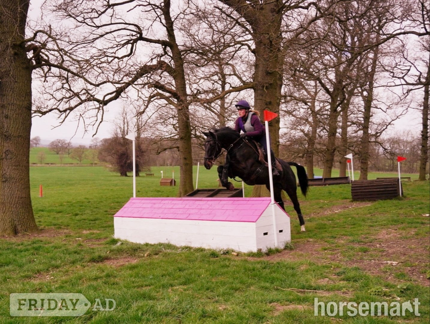 Northallerton "Pea" Dark Bay Mare All Rounder
