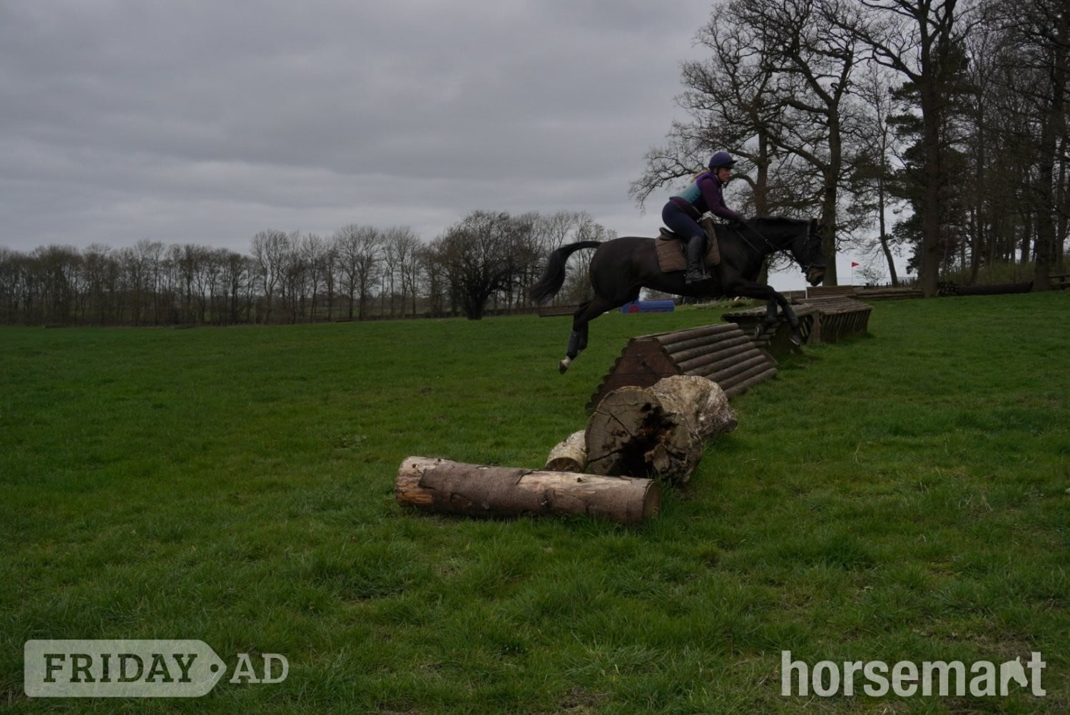 "Pea" Dark Bay Mare All Rounder - Horses in Northallerton
