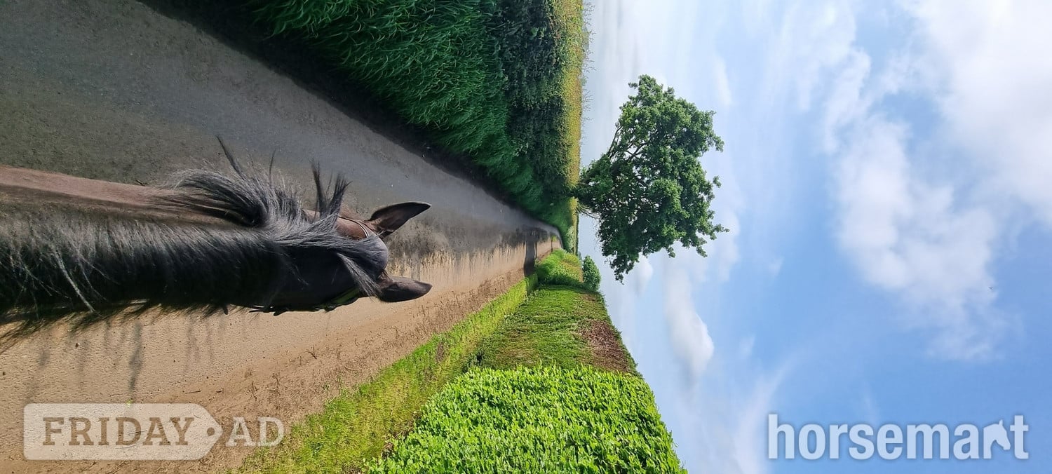 "Pea" Dark Bay Mare All Rounder - Horses