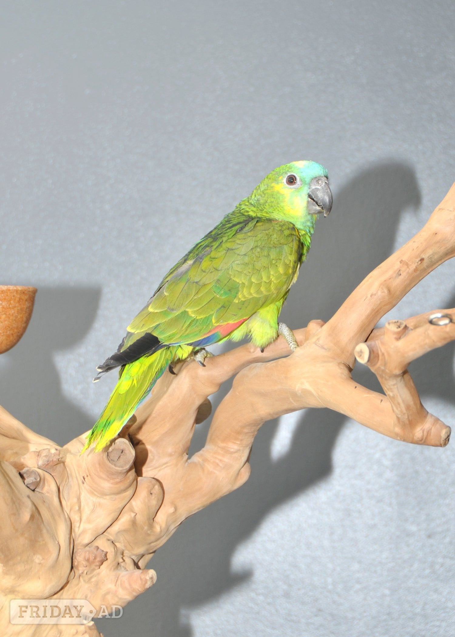 Baby Blue fronted Amazon Talking Parrot in Birmingham