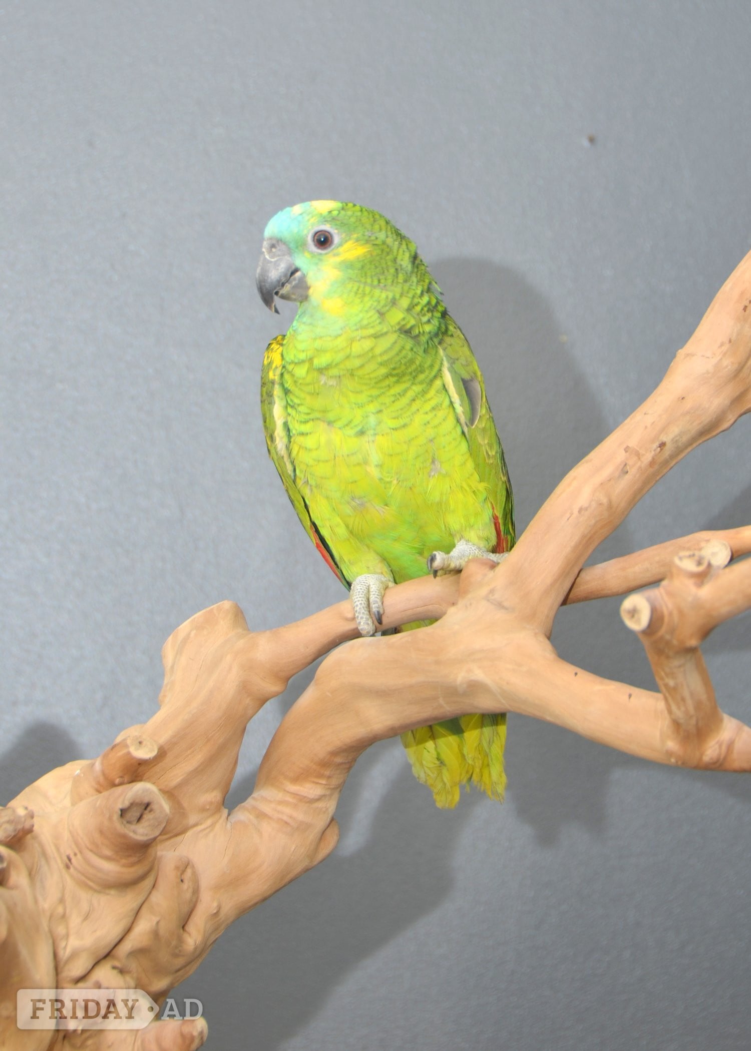 Baby Blue fronted Amazon Talking Parrot