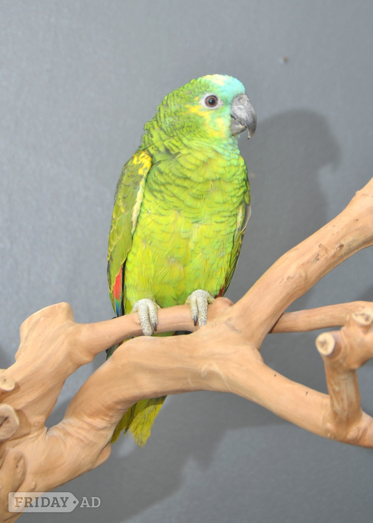 Birmingham Baby Blue fronted Amazon Talking Parrot